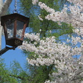 東明公園の桜